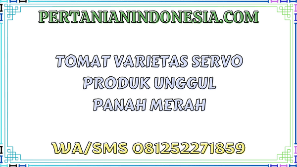 Tomat Varietas Servo Produk Unggul Panah Merah
